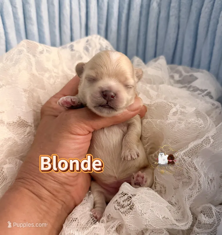 Maltipoo Boy-Blonde – Maltipoo puppy for sale in Birmingham, AL