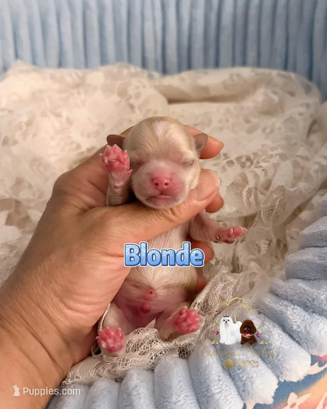 Maltipoo Boy-Blonde – Maltipoo puppy for sale in Birmingham, AL
