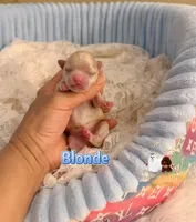 Maltipoo Boy-Blonde, a male Maltipoo for sale in Birmingham, AL – Photo 2 of 2