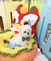 AKC Champion Sired Boy-Fox, a male Maltese for sale in Birmingham, AL – 4 of 5