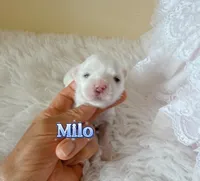 AKC Champion Sired Boy, Milo-HOLD, a male Maltese for sale in Birmingham, AL – 3 of 3