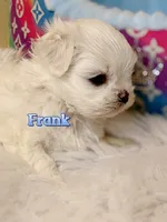 AKC Korean Maltese Boy, Frank, a male Maltese for sale in Birmingham, AL – 3 of 7
