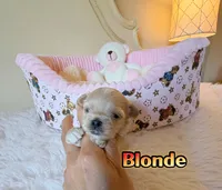 KoreanMaltese/ChineseTeddy, Maltipoo, Blondie, a male Poodle - Toy  for sale in Birmingham, AL – 3 of 4