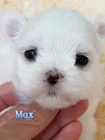 AKC Champion Sired Boy-Max, a male Maltese for sale in Birmingham, AL – 4 of 4