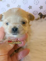 KoreanMaltese/ChineseTeddy, Maltipoo, Blondie, a male Poodle - Toy  for sale in Birmingham, AL – 4 of 4