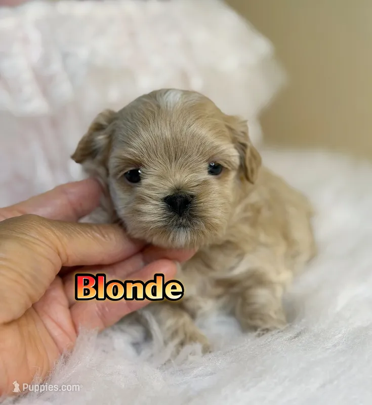 KoreanMaltese/ChineseTeddy, Maltipoo, Blondie – Poodle - Toy  puppy for sale in Birmingham, AL