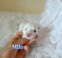 AKC Champion Sired Boy, Milo-HOLD, a male Maltese for sale in Birmingham, AL – 2 of 3