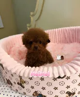 Chinese Teddy, MeiMeil, a female Poodle - Toy  for sale in Birmingham, AL – Photo 5 of 5