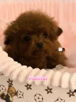 Chinese Teddy, MeiMeil, a female Poodle - Toy  for sale in Birmingham, AL – Photo 1 of 5