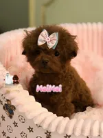 Chinese Teddy, MeiMeil, a female Poodle - Toy  for sale in Birmingham, AL – Photo 4 of 5