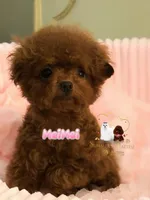 Chinese Teddy, MeiMeil, a female Poodle - Toy  for sale in Birmingham, AL – Photo 2 of 5