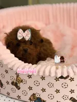 Chinese Teddy, MeiMeil, a female Poodle - Toy  for sale in Birmingham, AL – Photo 3 of 5