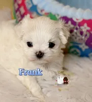 AKC Korean Maltese Boy, Frank, a male Maltese for sale in Birmingham, AL – 2 of 7