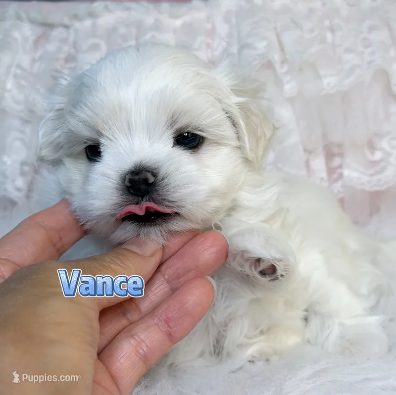 AKC Champion line KoreanMaltese Boy, Vance – Maltese puppy for sale in Birmingham, AL