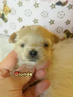 KoreanMaltese/ChineseTeddy, Maltipoo, Blondie, a male Poodle - Toy  for sale in Birmingham, AL – 2 of 4