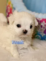 AKC Korean Maltese Boy, Frank, a male Maltese for sale in Birmingham, AL – 7 of 7