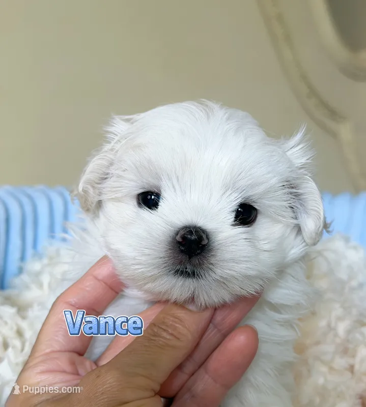 AKC Champion line KoreanMaltese Boy, Vance – Maltese puppy for sale in Birmingham, AL