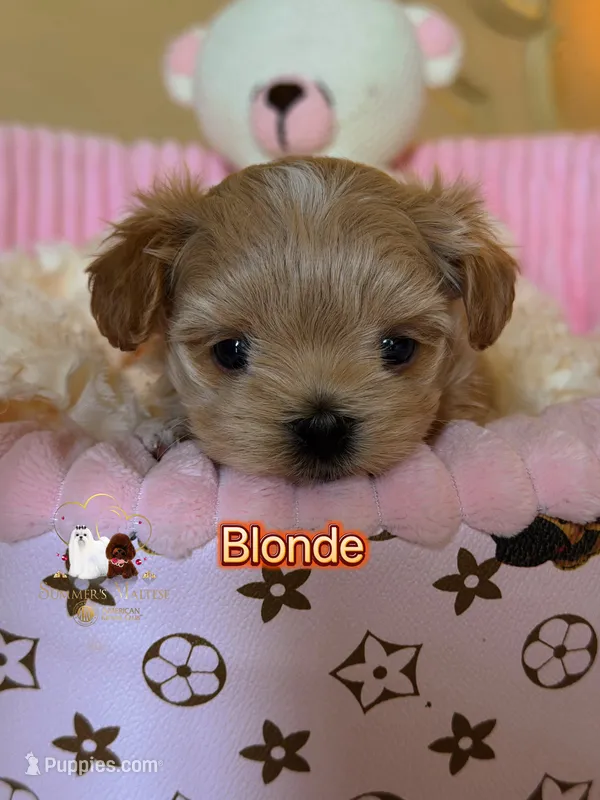 KoreanMaltese/ChineseTeddy, Maltipoo, Blondie – Poodle - Toy  puppy for sale in Birmingham, AL