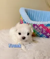 AKC Korean Maltese Boy, Frank, a male Maltese for sale in Birmingham, AL – 4 of 7