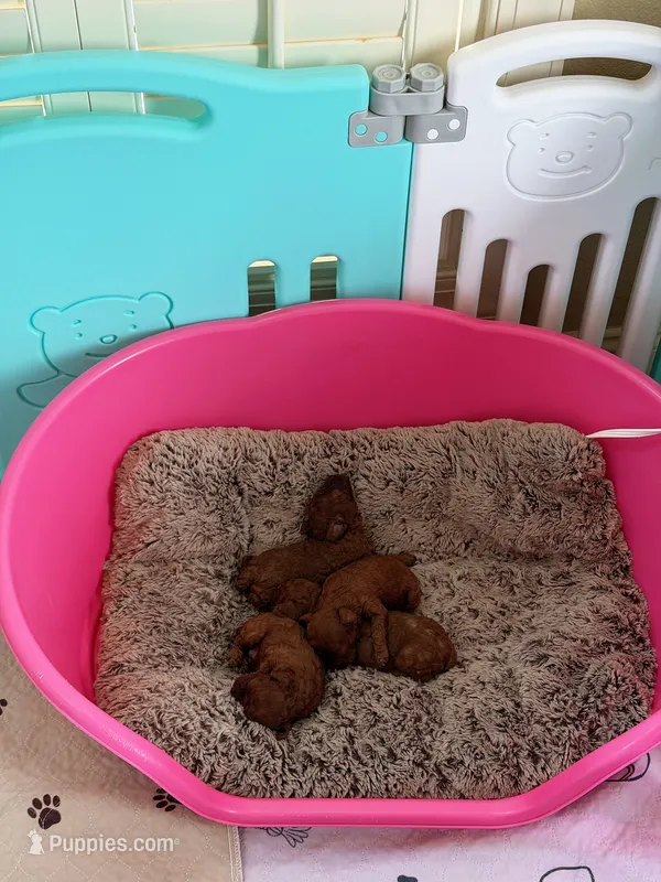 Chinese Teddy Poodle – Poodle - Toy  puppy for sale in Birmingham, AL