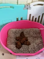 Chinese Teddy Poodle, a male Poodle - Toy  for sale in Birmingham, AL – 1 of 2