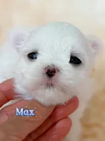 AKC Champion Sired Boy-Max, a male Maltese for sale in Birmingham, AL – 2 of 4