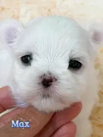 AKC Champion Sired Boy-Max, a male Maltese for sale in Birmingham, AL – 3 of 4
