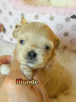 KoreanMaltese/ChineseTeddy, Maltipoo, Blondie, a male Poodle - Toy  for sale in Birmingham, AL – 1 of 4