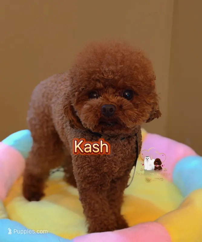 Chinese Teddy Poodle Boy, Crimson – Poodle - Toy  puppy for sale in Birmingham, AL