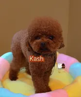 Chinese Teddy Poodle Boy, Crimson, a male Poodle - Toy  for sale in Birmingham, AL – 1 of 1