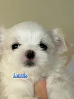 AKC Champion Sired Boy, Lewis, a male Maltese for sale in Birmingham, AL – 4 of 6