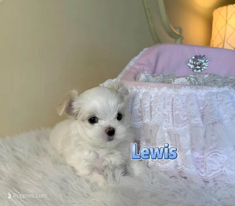 AKC Champion Sired Boy, Lewis – Maltese puppy for sale in Birmingham, AL