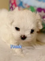 AKC Korean Maltese Boy, Frank, a male Maltese for sale in Birmingham, AL – 5 of 7