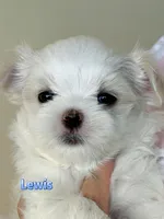 AKC Champion Sired Boy, Lewis, a male Maltese for sale in Birmingham, AL – 3 of 6