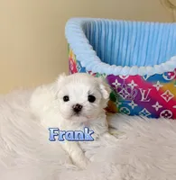 AKC Korean Maltese Boy, Frank, a male Maltese for sale in Birmingham, AL – 6 of 7