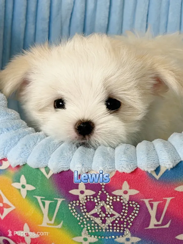 AKC Champion Sired Boy, Lewis – Maltese puppy for sale in Birmingham, AL