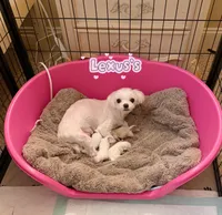 AKC Champion Sired KoreanMaltese Boy, a male Maltese for sale in Birmingham, AL – Photo 2 of 2