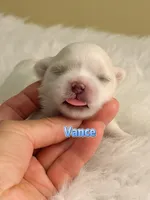 AKC Champion line KoreanMaltese Boy, Vance, a male Maltese for sale in Birmingham, AL – Photo 2 of 2