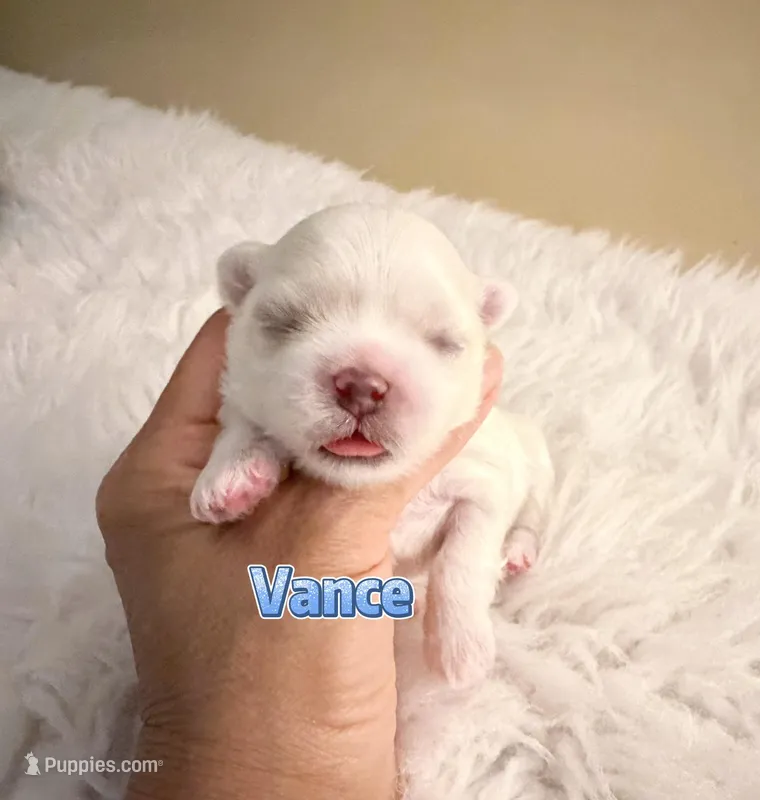 AKC Champion line KoreanMaltese Boy, Vance, a male Maltese for sale in Birmingham, AL – Photo 1 of 2