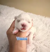 AKC Champion line KoreanMaltese Boy, Vance, a male Maltese for sale in Birmingham, AL – Photo 1 of 2