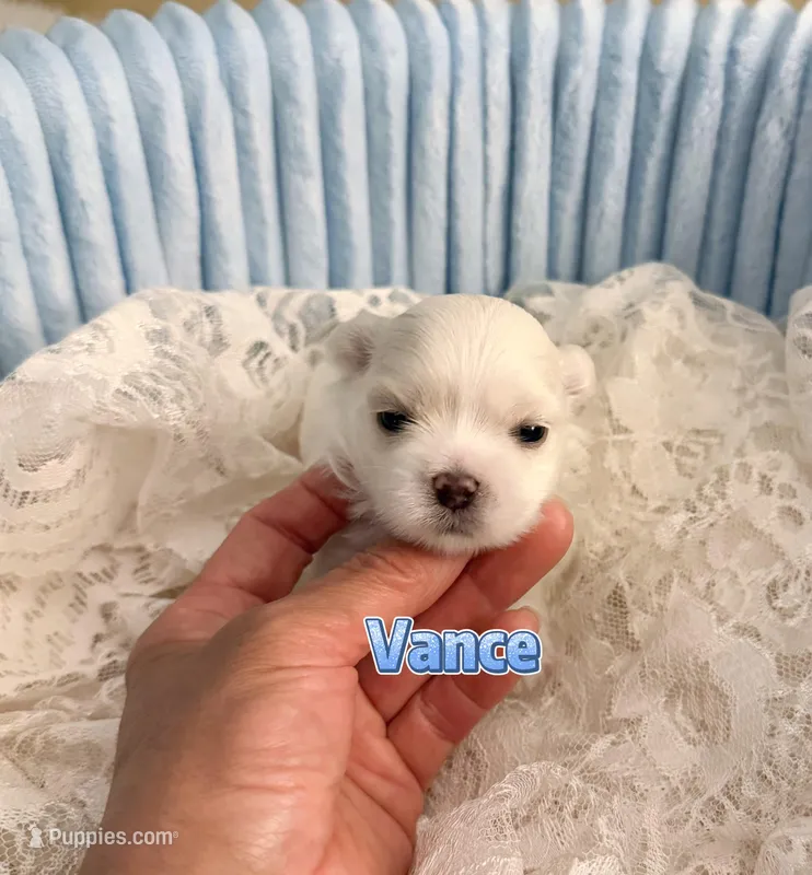 AKC Champion line KoreanMaltese Boy, Vance – Maltese puppy for sale in Birmingham, AL