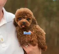 Chinese Teddy Poodle, a male Poodle - Toy  for sale in Birmingham, AL – 2 of 2