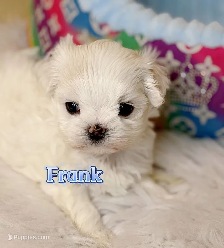 AKC Korean Maltese Boy, Frank – Maltese puppy for sale in Birmingham, AL