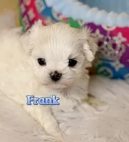 AKC Korean Maltese Boy, Frank, a male Maltese for sale in Birmingham, AL – 1 of 7