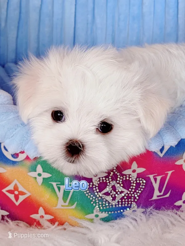 AKC Champion Sired Maltese Boy,  Leo – Maltese puppy for sale in Birmingham, AL