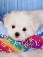 AKC Champion Sired Maltese Boy,  Leo, a male Maltese for sale in Birmingham, AL – 1 of 3
