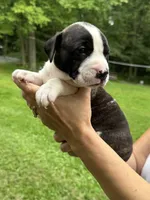 Male 3, a male American Bulldog for sale in Pine Bush, NY – 2 of 2