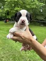 Female 4, a female American Bulldog for sale in Pine Bush, NY – 1 of 4