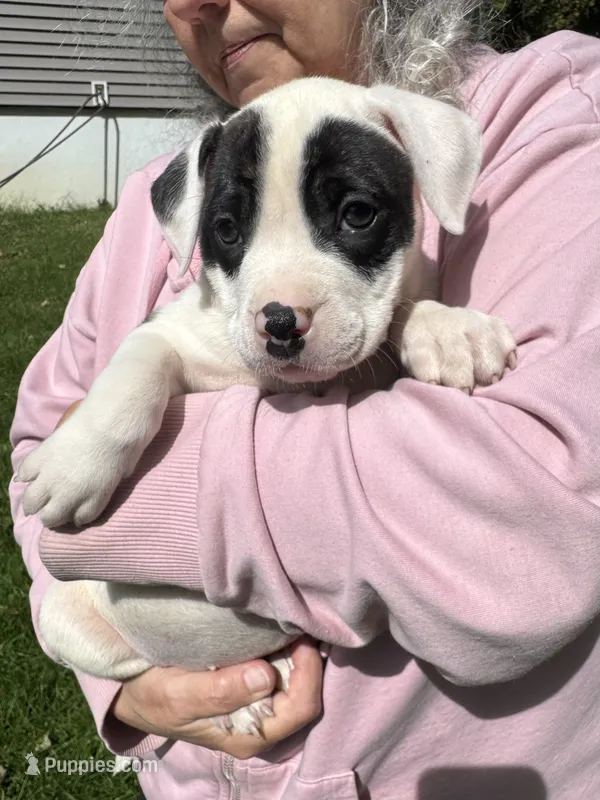 Female 3 – American Bulldog puppy for sale in Pine Bush, NY