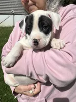 Female 3, a female American Bulldog for sale in Pine Bush, NY – 1 of 6